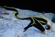 画像2: 【海水魚・ウツボ】ブラックリボンイール（ハナヒゲウツボ/幼魚）（1匹）（±30-40cm）（サンプル画像）（生体）(海水魚)（サンゴ） (2)