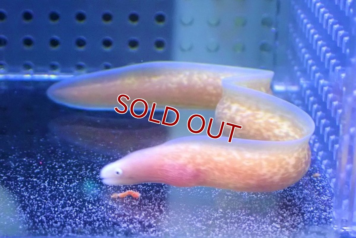 画像2: 【海水魚・ウツボ】サビウツボ【1匹】（±10-13cm）（サンプル画像）（生体）(海水魚) (2)