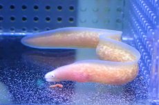 画像2: 【海水魚・ウツボ】【通販】サビウツボ【1匹】（±10-13cm）（サンプル画像）（生体）(海水魚) (2)