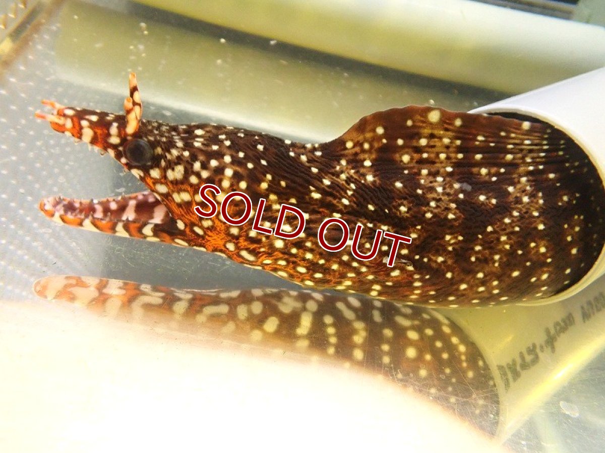 画像1: 【海水魚・ウツボ】【通販】トラウツボ【1匹】（±60-70cm） (サンプル画像）（生体）(海水魚) (1)