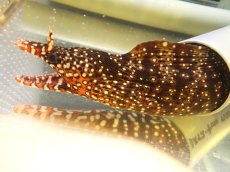 画像1: 【海水魚・ウツボ】【通販】トラウツボ【1匹】（±60-70cm） (サンプル画像）（生体）(海水魚) (1)