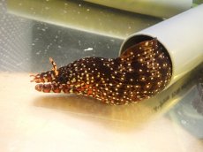 画像2: 【海水魚・ウツボ】【通販】トラウツボ【1匹】（±60-70cm） (サンプル画像）（生体）(海水魚) (2)