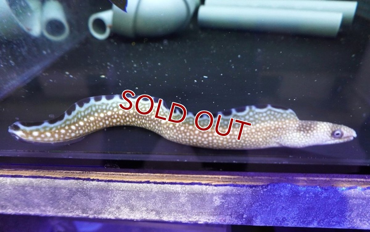 画像2: 【海水魚・ウツボ】【通販】ブラックエッジモレイ（カリブ海産）（1匹）（±25-35cm） （サンプル画像）（生体）(海水魚) (2)