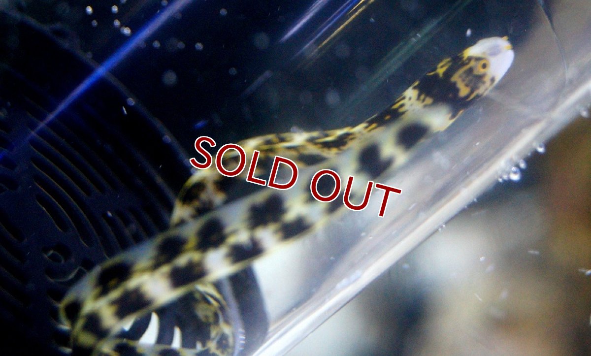 画像2: 【海水魚】クモウツボ(1匹)12-18cm前後(サンプル画像）（生体）(海水魚)（サンゴ） (2)