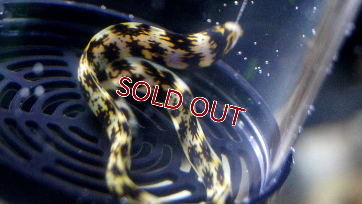 画像3: 【海水魚】クモウツボ(1匹)12-18cm前後(サンプル画像）（生体）(海水魚)（サンゴ） (3)