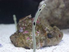 画像2: 【海水魚】【通販】チンアナゴ1匹＋ニシキアナゴ1匹（２匹）(サンプル画像）（生体）(海水魚)（サンゴ） (2)