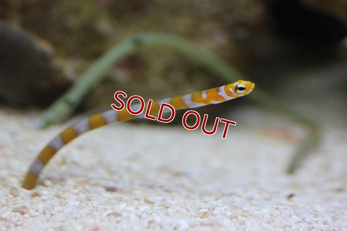 画像3: 【海水魚】チンアナゴ1匹＋ニシキアナゴ1匹（２匹）(サンプル画像）（生体）(海水魚)（サンゴ） (3)