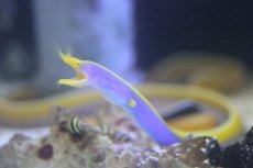 画像1: 【海水魚】【通販】ブルーリボン(ハナヒゲウツボ）(1匹)(サンプル画像）（生体）(海水魚)（サンゴ） (1)