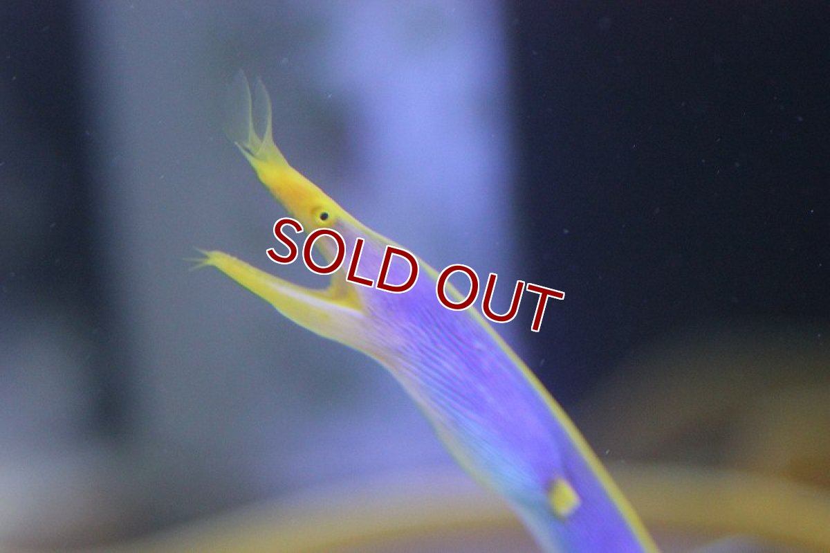 画像2: 【海水魚】ブルーリボン(ハナヒゲウツボ）(1匹)(サンプル画像）（生体）(海水魚)（サンゴ） (2)