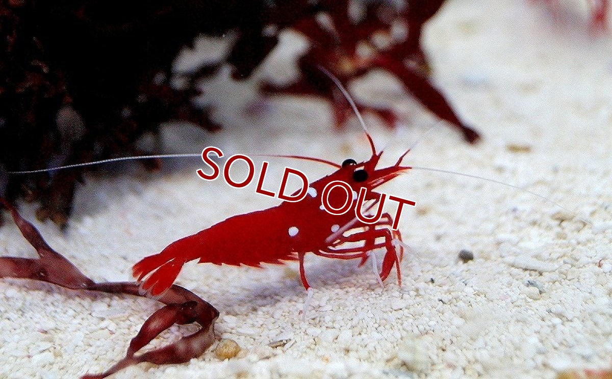 画像2: 【送料無料対象商品】【海水魚】ホワイトソックス(SMサイズ）(1匹)(サンプル画像）（生体）(海水魚)（サンゴ） (2)