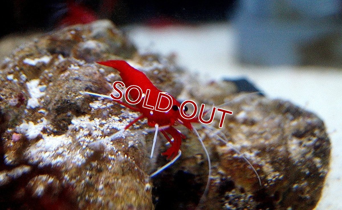 画像3: 【送料無料対象商品】【海水魚】ホワイトソックス(SMサイズ）(1匹)(サンプル画像）（生体）(海水魚)（サンゴ） (3)