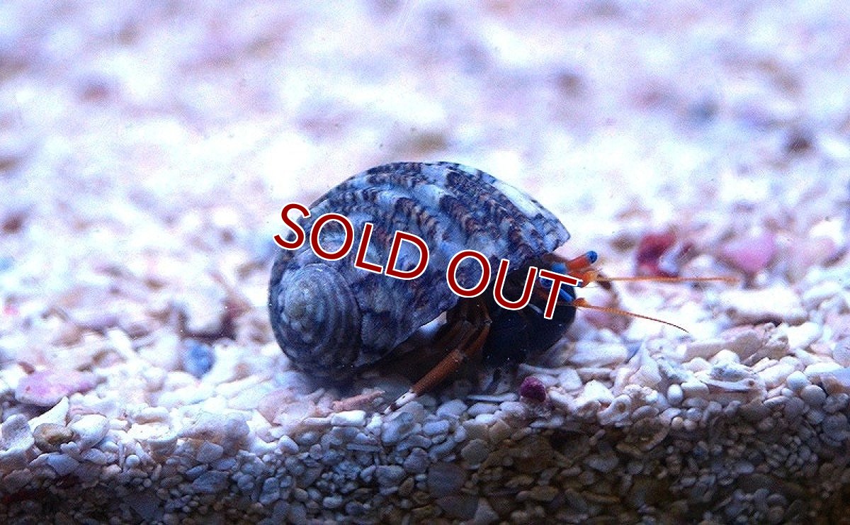 画像1: 【アーリーサマーセール10%OFFクーポン番号（10）対象商品 海洋生物】【海水魚】スベスベサンゴヤドカリ（3匹）±2-3cm(サンプル画像）（生体）(海水魚)（サンゴ） (1)
