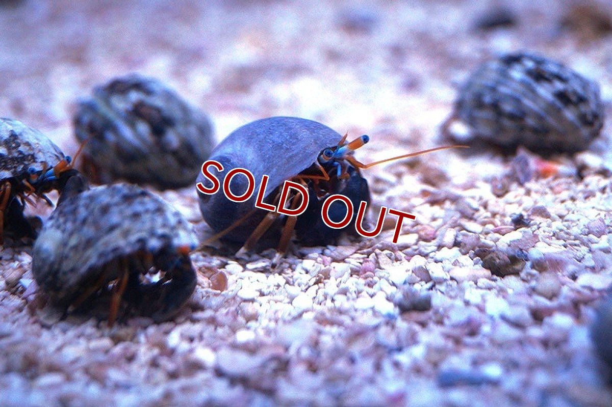 画像2: 【海水魚】スベスベサンゴヤドカリ（3匹）±2-3cm(サンプル画像）（生体）(海水魚)（サンゴ） (2)