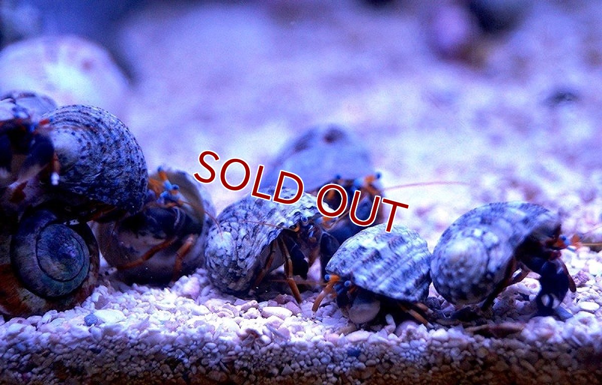 画像3: 【海水魚】スベスベサンゴヤドカリ（3匹）±2-3cm(サンプル画像）（生体）(海水魚)（サンゴ） (3)