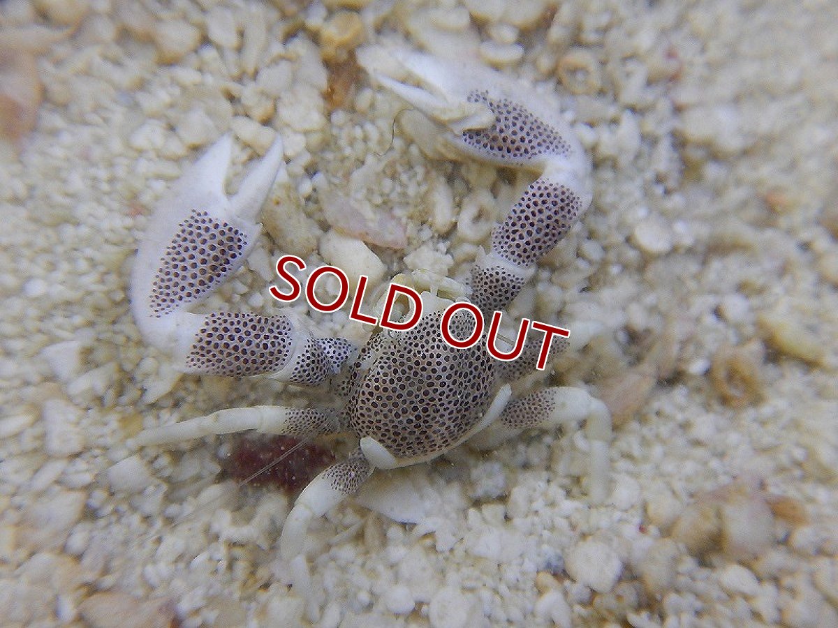 画像2: 【海水魚・カニ】アカホシカニダマシ(1匹)±2-3cm(サンプル画像）（生体）(海水魚)（サンゴ） (2)