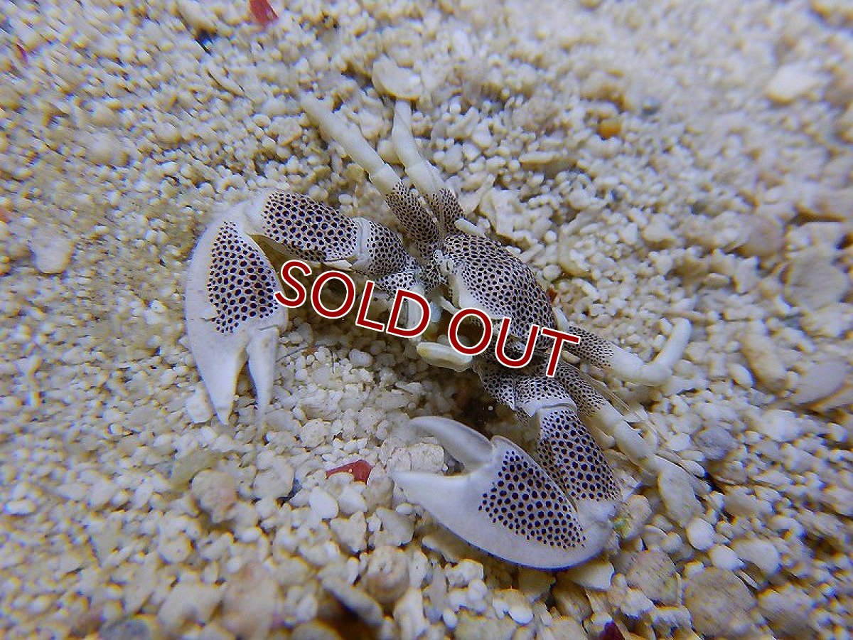 画像3: 【海水魚・カニ】アカホシカニダマシ(1匹)±2-3cm(サンプル画像）（生体）(海水魚)（サンゴ） (3)