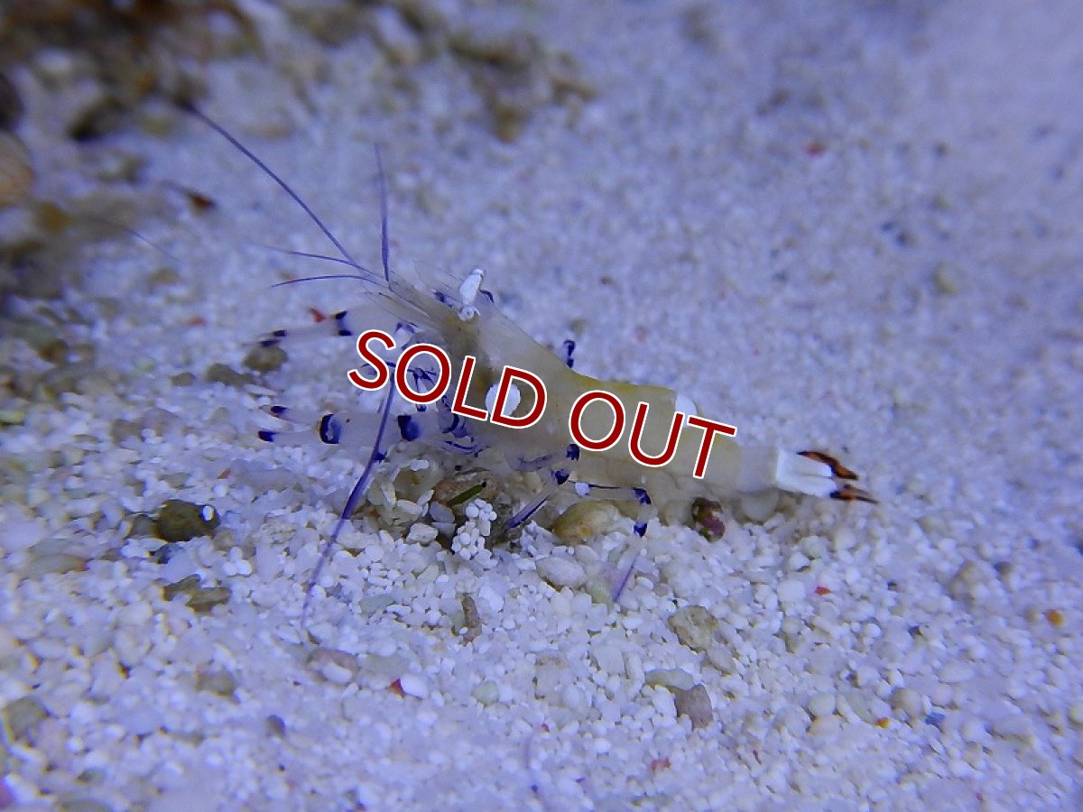 画像2: 【海水魚・エビ】イソギンチャクカクレエビ(1匹)±3-4cm(サンプル画像）（生体）(海水魚)（サンゴ） (2)