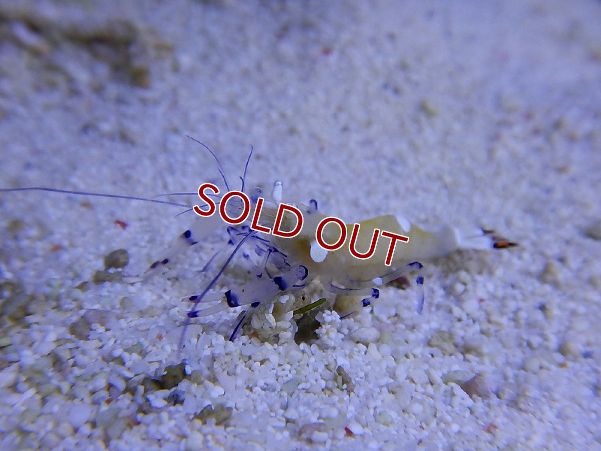 画像3: 【海水魚・エビ】イソギンチャクカクレエビ(1匹)±3-4cm(サンプル画像）（生体）(海水魚)（サンゴ） (3)