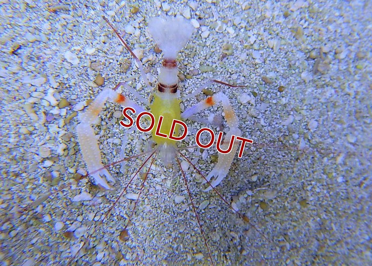 画像2: 【海水魚・エビ】ザンジバルボクサーシュリンプ±4－5cm　(サンプル画像）（生体）(海水魚)（サンゴ） (2)