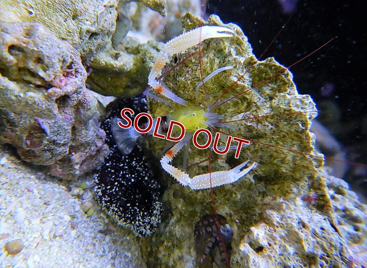 画像3: 【海水魚・エビ】ザンジバルボクサーシュリンプ±4－5cm　(サンプル画像）（生体）(海水魚)（サンゴ） (3)