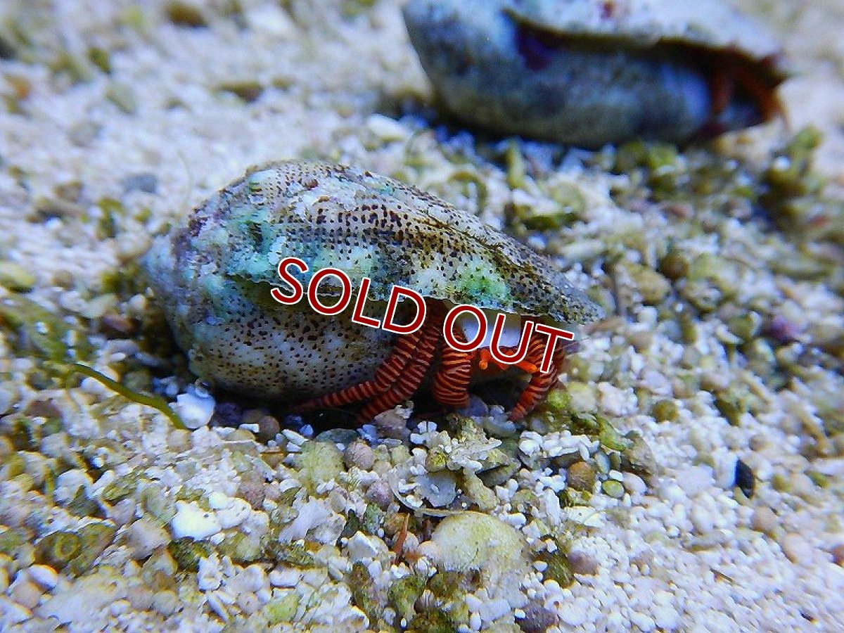 画像2: 【海水生物】ベニワモンヤドカリ(1匹)±3-5cm　(サンプル画像）（生体）(海水魚)（サンゴ） (2)