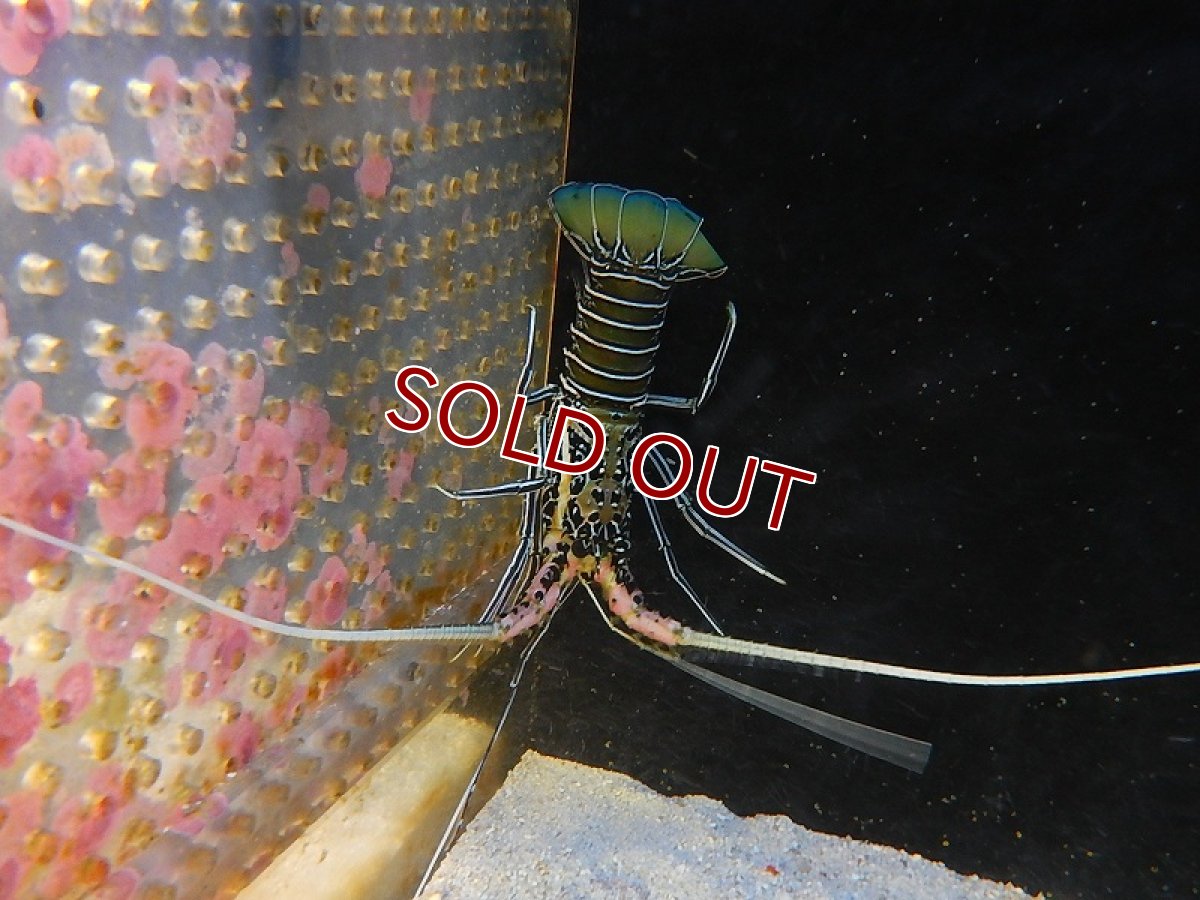 画像2: 【海水魚・エビ】ゴシキエビ（ML-Lサイズ）(1匹)±10-15cm (サンプル画像）（生体）(海水魚) (2)