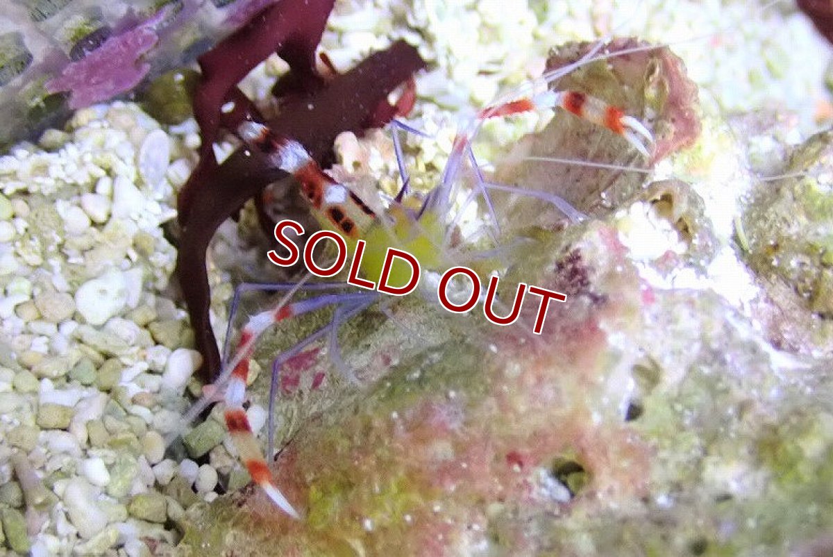 画像2: 【海水魚・エビ】ゴールデンボクサーシュリンプ(1匹)±3-5cm　（生体）(海水魚) (2)