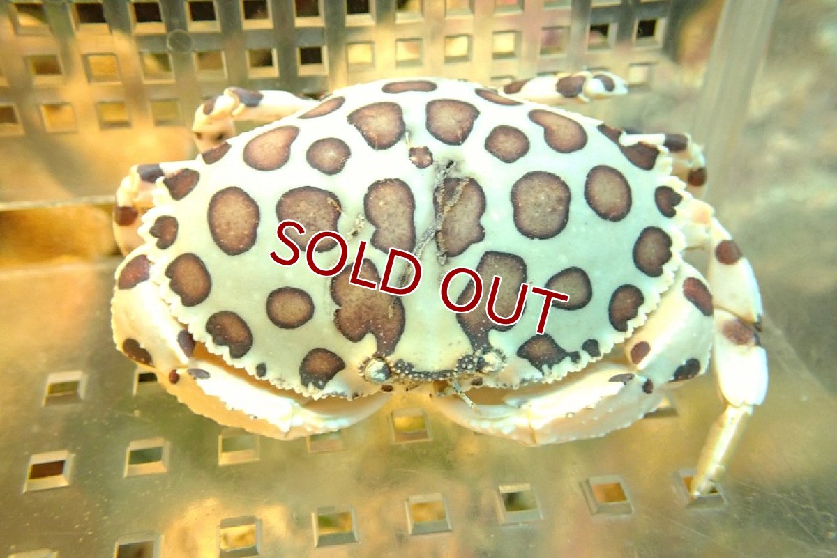 画像2: 【海水生物・カニ】カリビアンキャリコクラブ（MLサイズ）(1匹)±9-11cm (サンプル画像）（生体）(海水魚) (2)