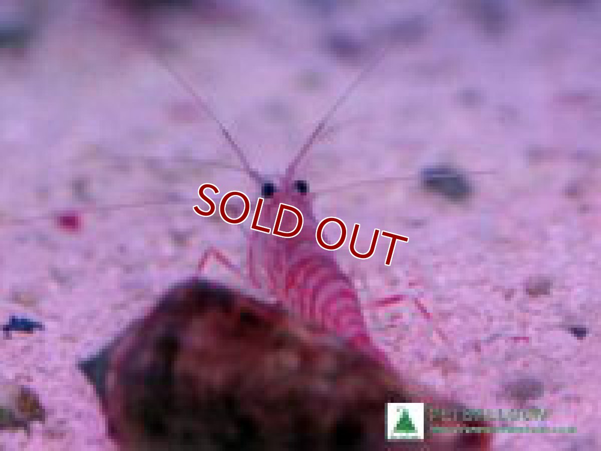 画像2: 【海水生物・エビ】モナコクリーナーシュリンプ（3匹）±3-4cm (サンプル画像）（生体）(海水魚) (2)