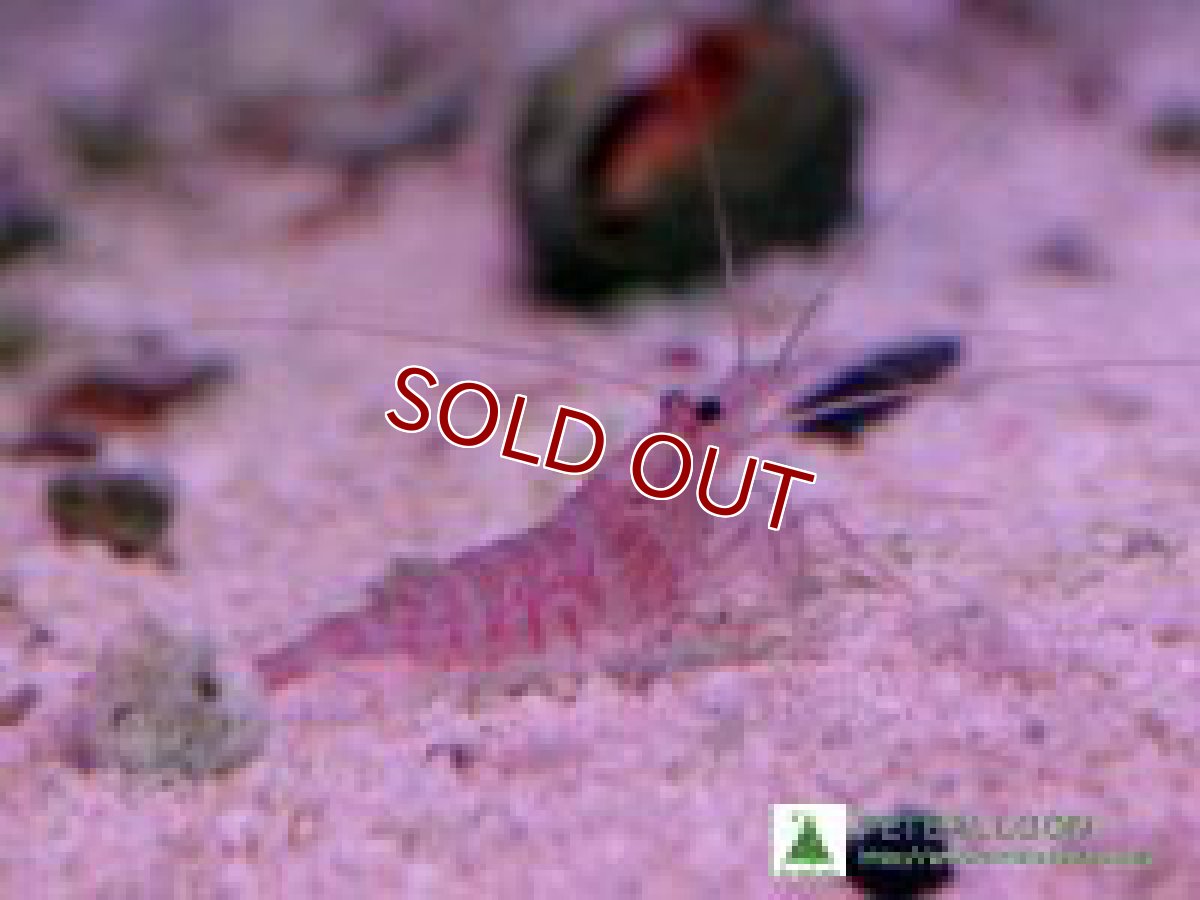 画像3: 【海水生物・エビ】モナコクリーナーシュリンプ（3匹）±3-4cm (サンプル画像）（生体）(海水魚) (3)