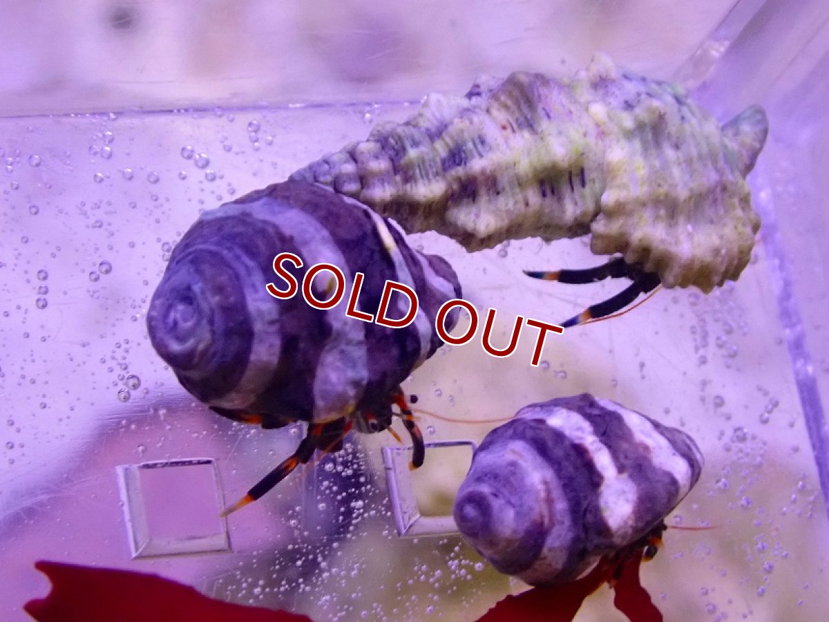 画像2: 【海水魚】マダラヨコバサミ【1匹】（±2-2.5cm）（サンプル画像）（生体）(海水魚) (2)