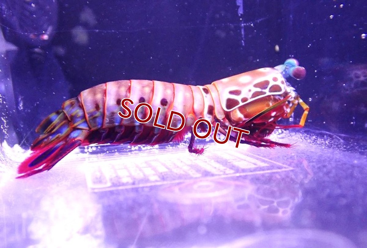 画像2: 【海水魚・シャコ】モンハナシャコ【1匹】（±8-10cm） (サンプル画像）（生体）(海水魚) (2)