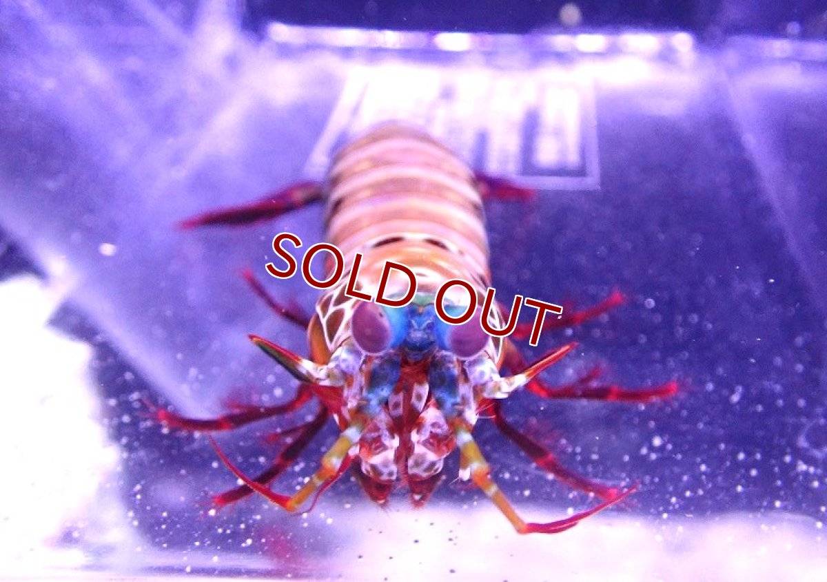 画像3: 【海水魚・シャコ】モンハナシャコ【1匹】（±8-10cm） (サンプル画像）（生体）(海水魚) (3)