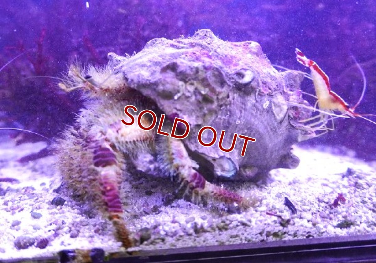 画像2: 【海水生物・ヤドカリ】ホンドオニヤドカリ【1匹】（±8-12cm） (サンプル画像）（生体）(海水魚) (2)