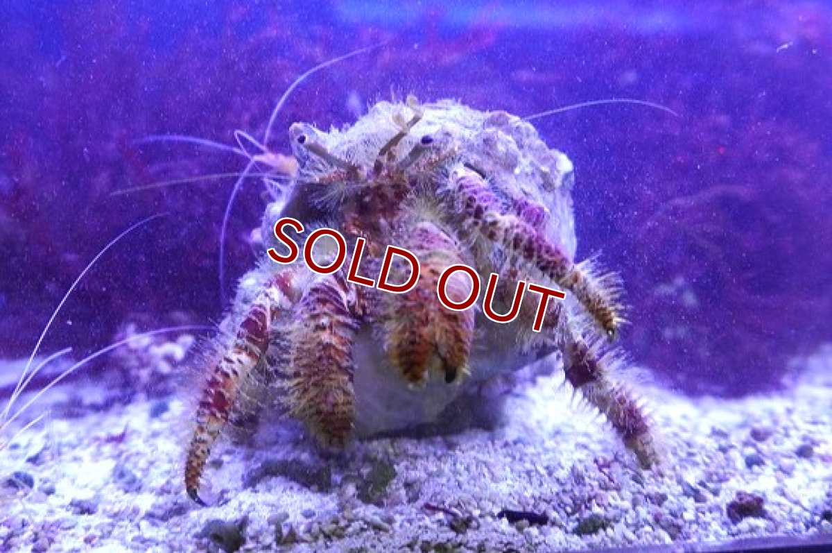 画像3: 【海水生物・ヤドカリ】ホンドオニヤドカリ【1匹】（±8-12cm） (サンプル画像）（生体）(海水魚) (3)