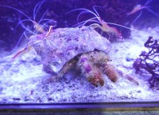 画像4: 【海水生物・ヤドカリ】【通販】ホンドオニヤドカリ【1匹】（±8-12cm） (サンプル画像）（生体）(海水魚) (4)