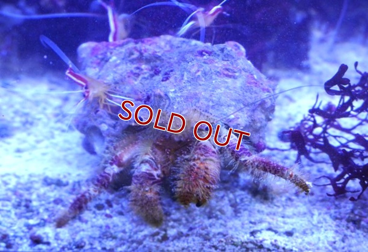 画像5: 【海水生物・ヤドカリ】ホンドオニヤドカリ【1匹】（±8-12cm） (サンプル画像）（生体）(海水魚) (5)