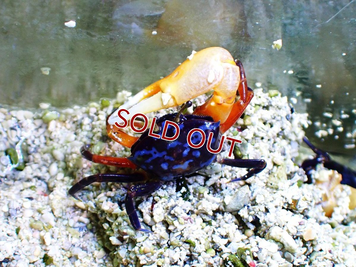 画像2: 【海水生物・カニ】ルリマダラシオマネキ　（♂）【1匹】（±4-5cm） (サンプル画像）（生体）(海水魚) (2)