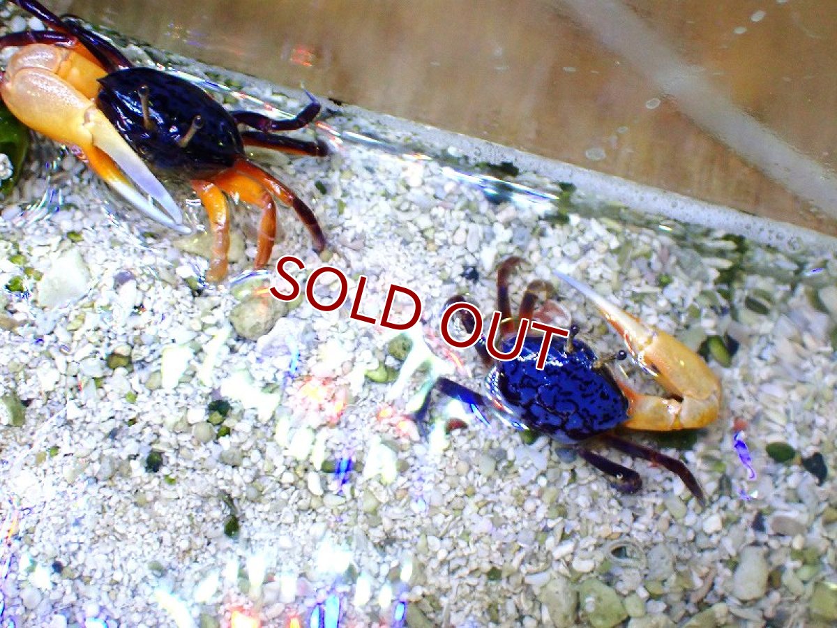 画像3: 【海水生物・カニ】ルリマダラシオマネキ　（♂）【1匹】（±4-5cm） (サンプル画像）（生体）(海水魚) (3)
