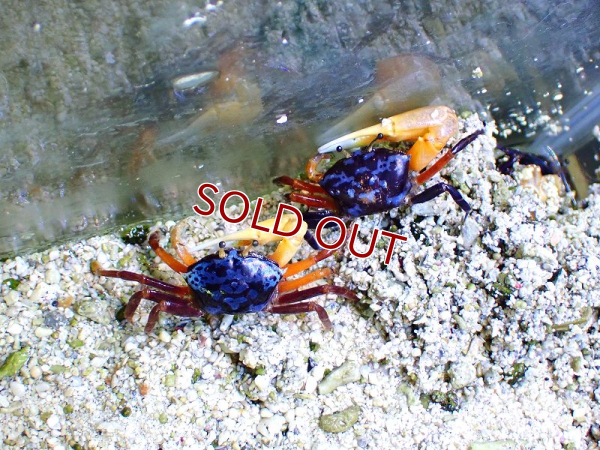 画像4: 【海水生物・カニ】ルリマダラシオマネキ　（♂）【1匹】（±4-5cm） (サンプル画像）（生体）(海水魚) (4)