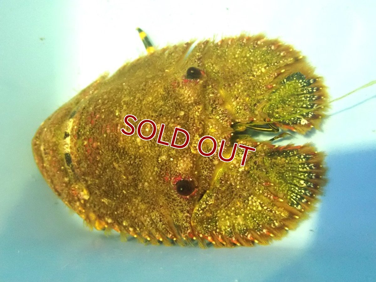 画像2: 【海水魚・エビ】【通販】可愛い♪ゾウリエビ(1匹)（±10-12cm）(サンプル画像）（生体）(海水魚) (2)