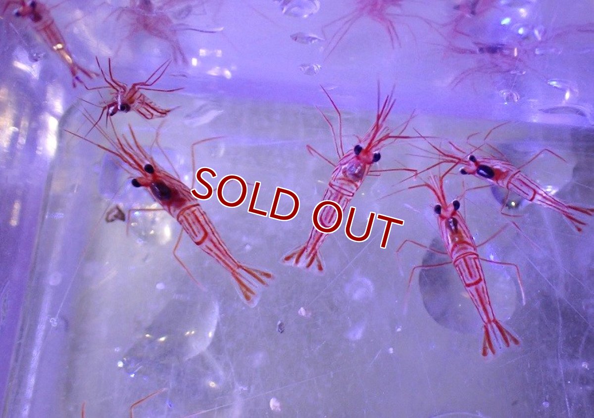 画像3: 【海水魚・エビ】【通販】厄介なカーリーを食べてくれます♪ペパーミントシュリンプ（XS）(3匹セット)（±2-2.5cm）(サンプル画像）（生体）(海水魚) (3)