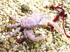 画像1: 【海水魚・カニ】【通販】ルビーエメラルドクラブ【3匹】（±2-3cm）（サンプル画像）（生体）(海水魚) (1)