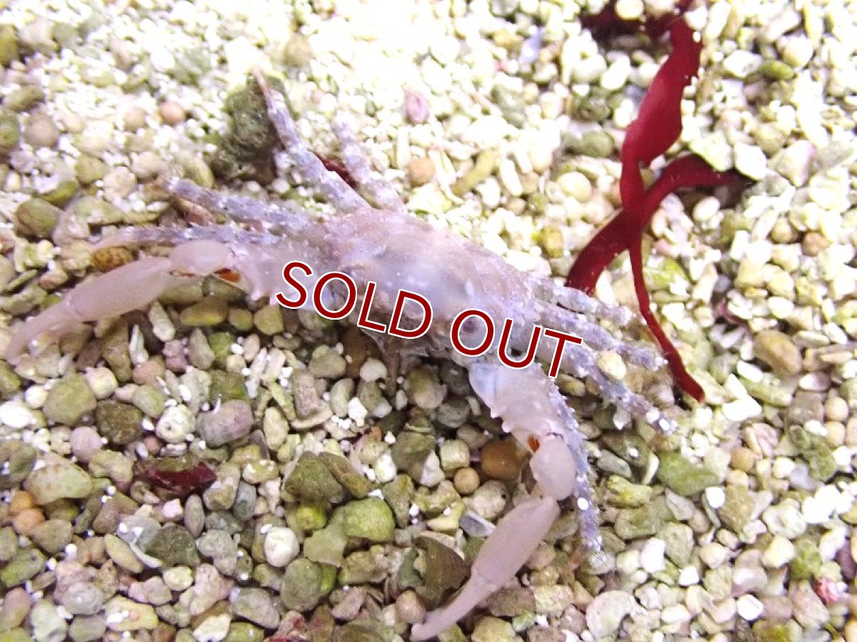 画像2: 【海水魚・カニ】【通販】ルビーエメラルドクラブ【3匹】（±2-3cm）（サンプル画像）（生体）(海水魚) (2)