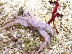 画像2: 【海水魚・カニ】【通販】ルビーエメラルドクラブ【3匹】（±2-3cm）（サンプル画像）（生体）(海水魚) (2)