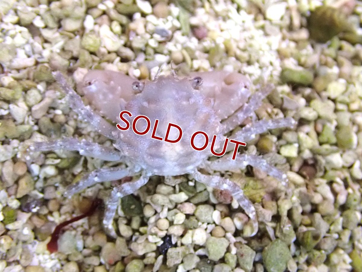 画像3: 【海水魚・カニ】【通販】ルビーエメラルドクラブ【3匹】（±2-3cm）（サンプル画像）（生体）(海水魚) (3)