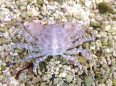 画像3: 【海水魚・カニ】【通販】ルビーエメラルドクラブ【3匹】（±2-3cm）（サンプル画像）（生体）(海水魚) (3)