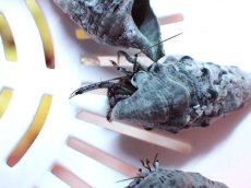 画像3: 【海水魚・ヤドカリ】【通販】ブルーレッグハーミットクラブ【1匹】（±2-3cm）（サンプル画像）（生体）(海水魚) (3)