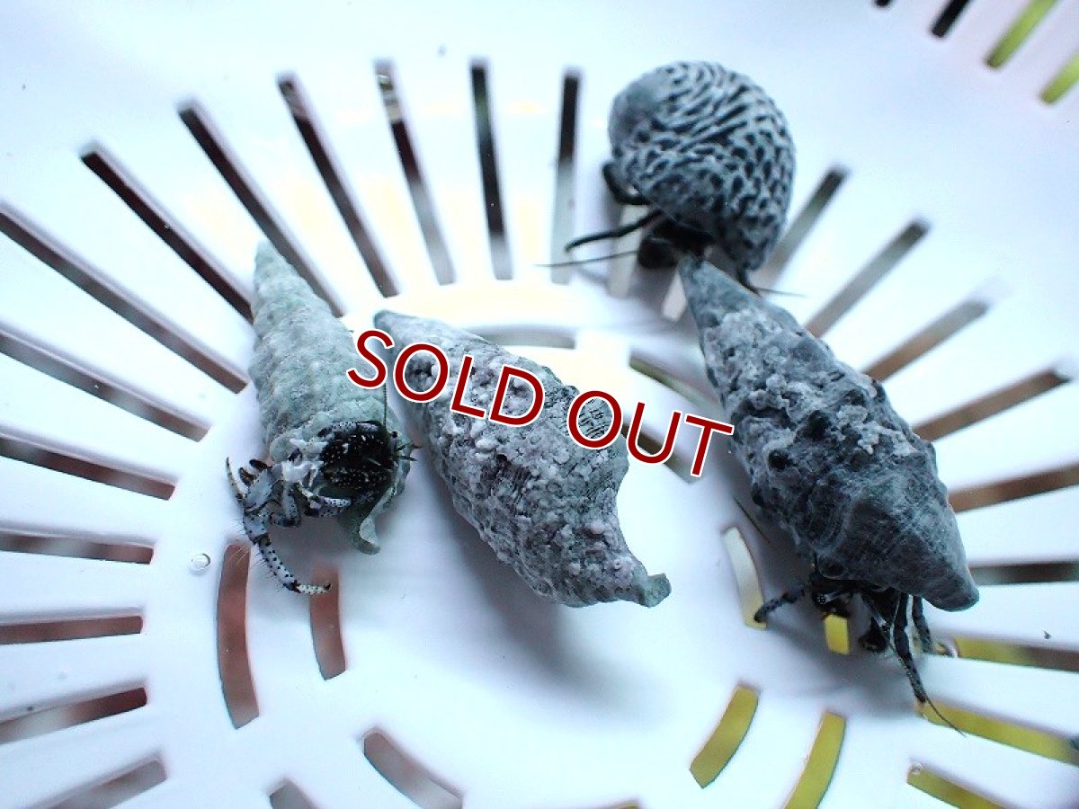 画像4: 【海水魚・ヤドカリ】【通販】ブルーレッグハーミットクラブ【1匹】（±2-3cm）（サンプル画像）（生体）(海水魚) (4)