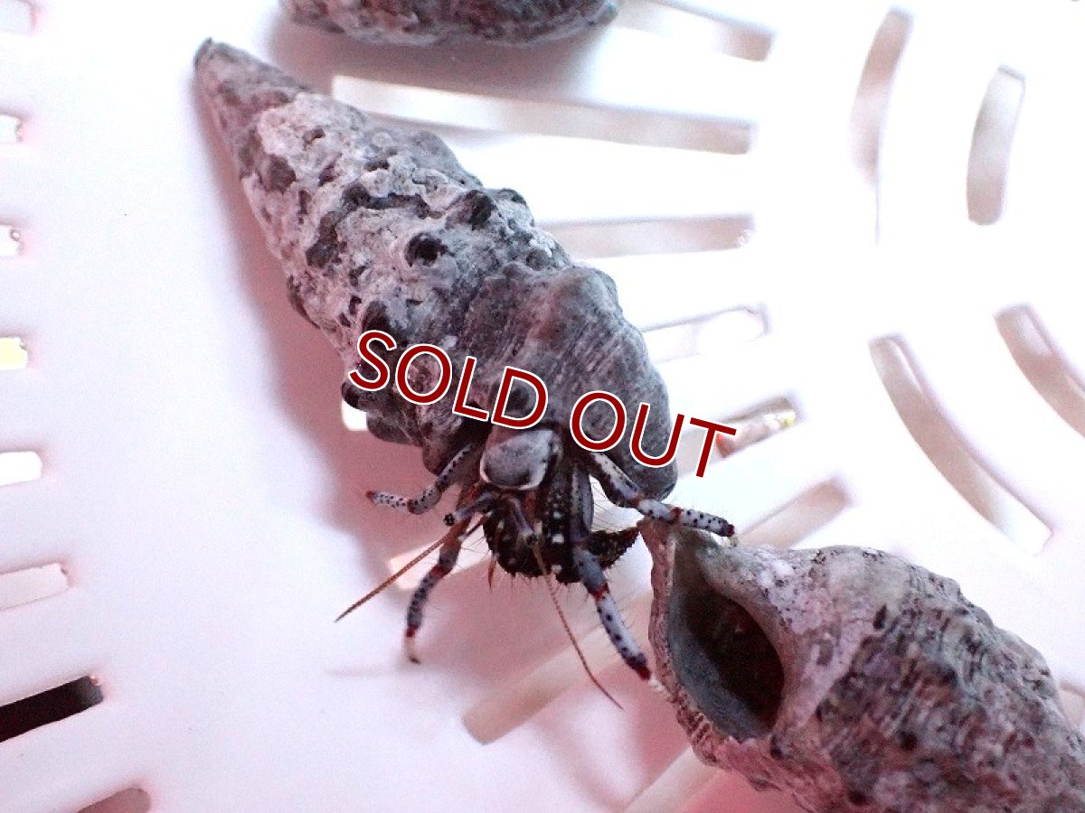 画像2: 【海水魚・ヤドカリ】【通販】ブルーレッグハーミットクラブ【3匹】（±2-3cm）（サンプル画像）（生体）(海水魚) (2)